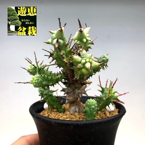 楽天市場】多肉植物：ユーフォルビア ホリダ モンスト*M 幅7cm