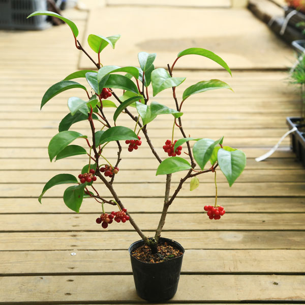 楽天市場】苗：美男カズラ* びなんかずら : 遊恵盆栽 楽天市場店