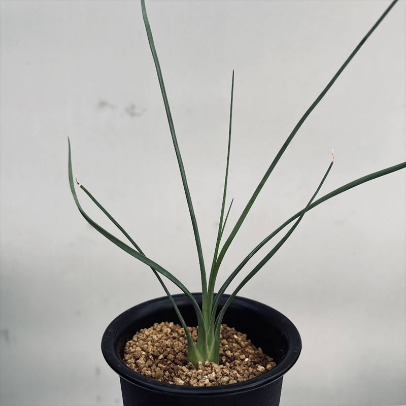 カリバナスフーケリー カリバナスフーケリー | STORES