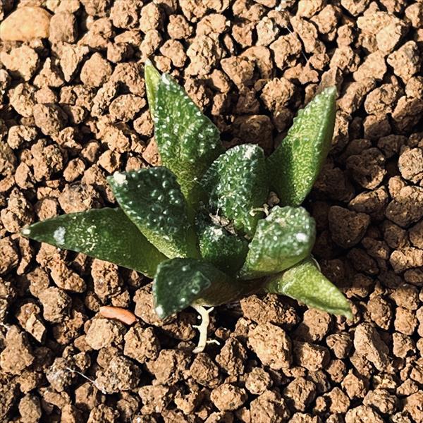 楽天市場】サボテン：アリオカルプス 亀甲牡丹 ヒントニー 実生*幅3.5