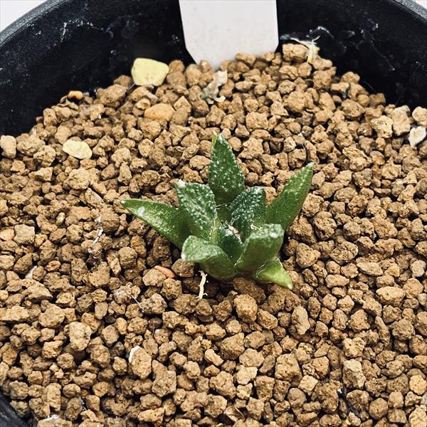 楽天市場】サボテン：アリオカルプス 亀甲牡丹 ヒントニー 実生*幅3.5