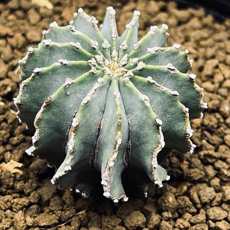 楽天市場】サボテン：ゲオヒントニア メキシカーナ 実生*幅3cm 現品