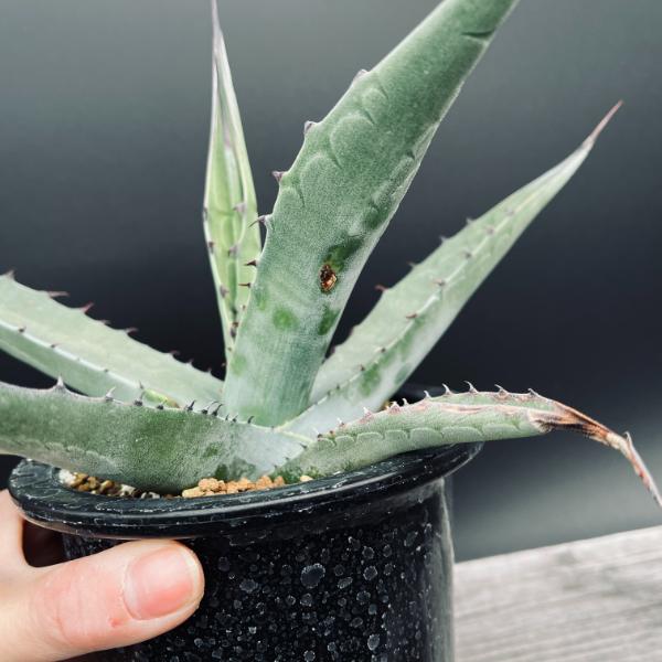 楽天市場】多肉植物：アガベ オバティフォリア 実生*幅26cm 現品