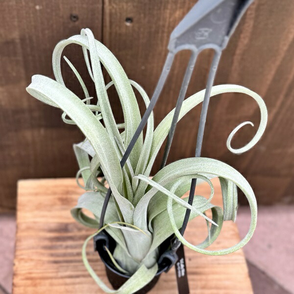 楽天市場】観葉植物：チランジア エアープランツ カーリースリム XXL
