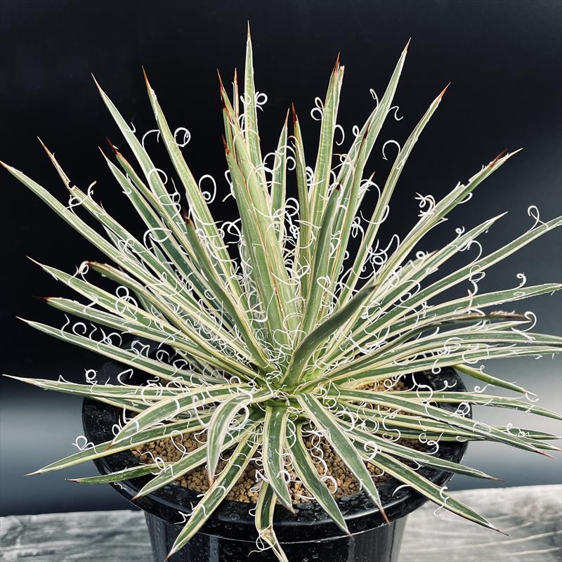 楽天市場】多肉植物：アガベ 滝の白糸錦 覆輪*幅23cm 現品！一品限り