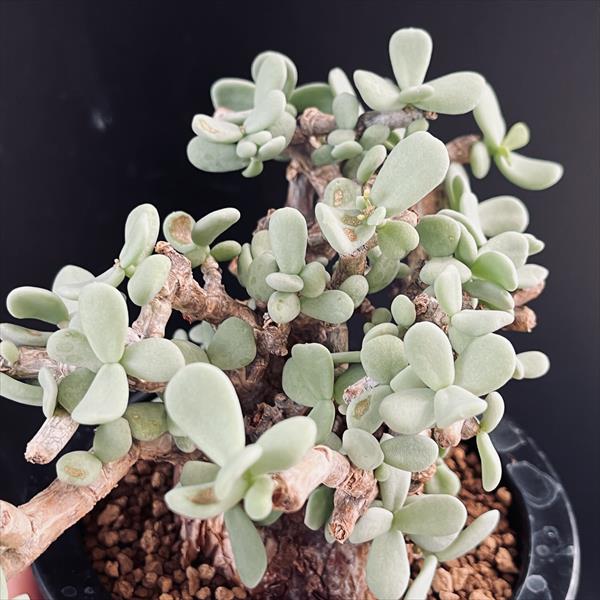 楽天市場】☆特価☆コーデックス：ケラリア ピグマエア 大株*葉幅