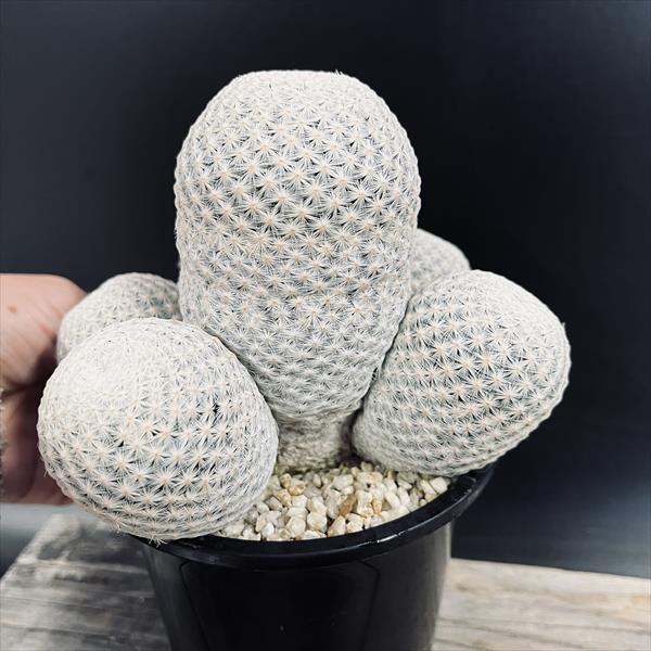 楽天市場】サボテン：マミラリア 白鳥群生*幅15cm 現品！一品限り