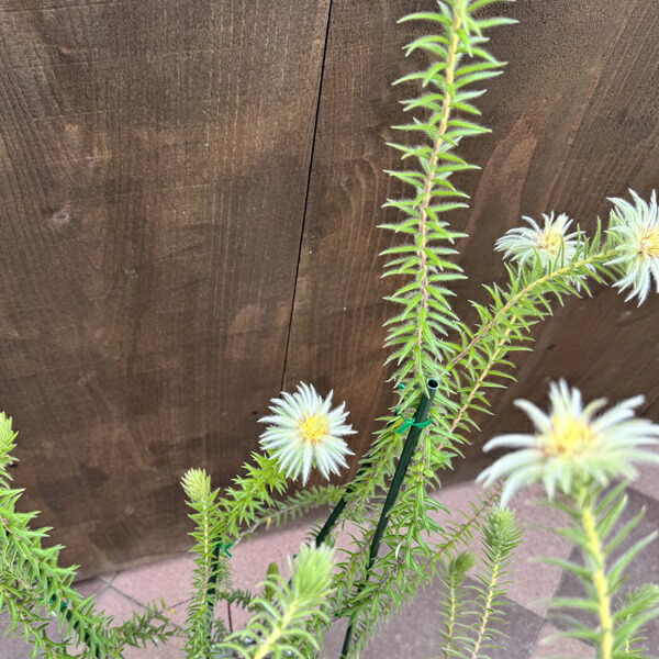 楽天市場】鉢花 観葉植物：フィリカ プベッセンス ワフトフェザー