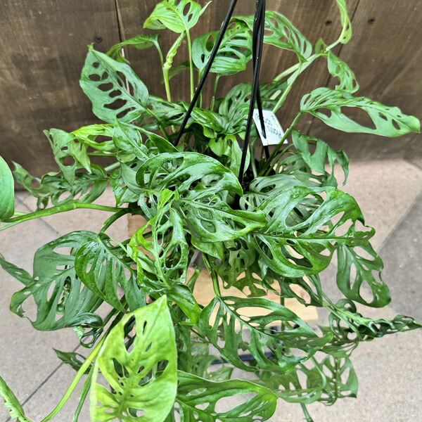 楽天市場】観葉植物：モンステラ エスケレート*5号 吊り鉢 Monstera