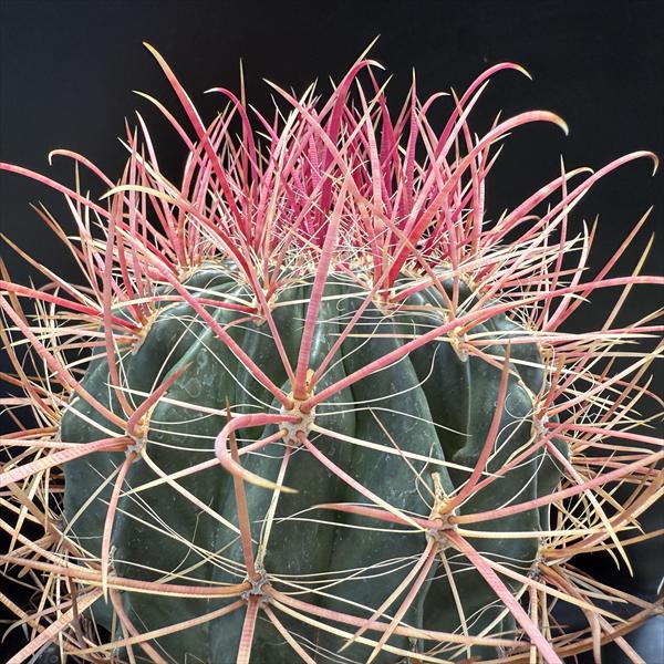 楽天市場】サボテン：フェロカクタス 刈穂玉*幅16cm 現品！一品限り