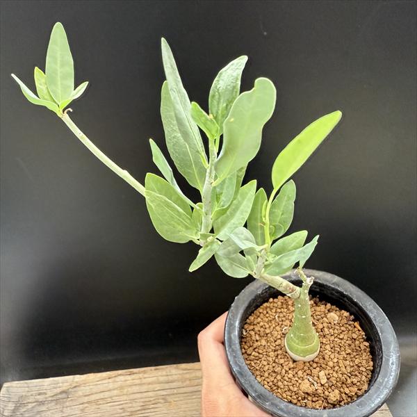 楽天市場】☆特価☆コーデックス：アデニア ペチュエリー 実生*全幅