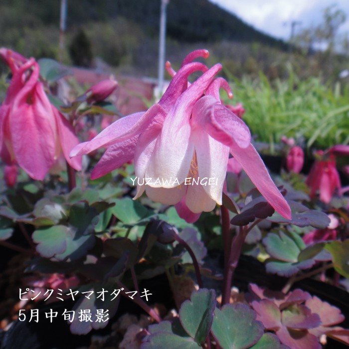 楽天市場】［山野草］ピンクミヤマオダマキ : 湯沢園芸 楽天市場店