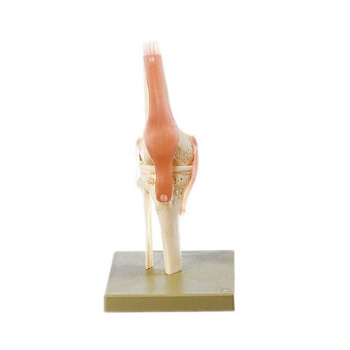 楽天市場】模型Human Model 膝関節機能模型 34×18×18cm 1.0kg ソムソ