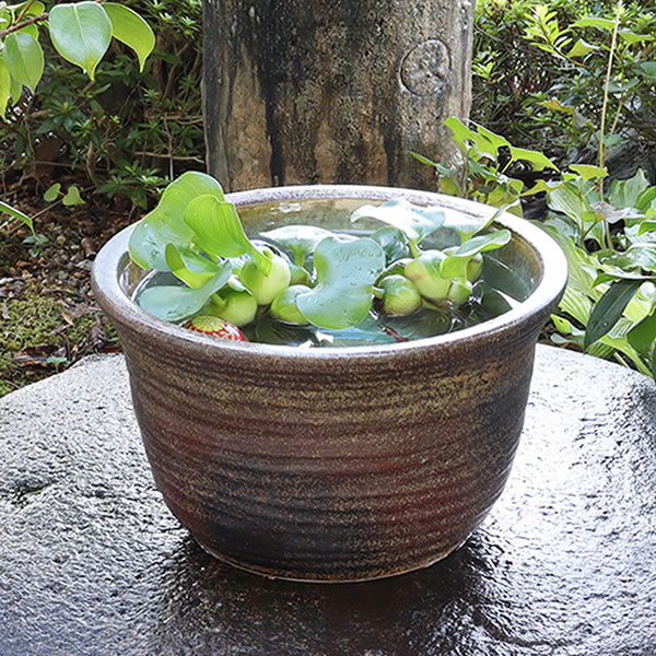 楽天市場】【ポイント10倍】11号窯肌水鉢信楽焼すいれん鉢 メダカ鉢