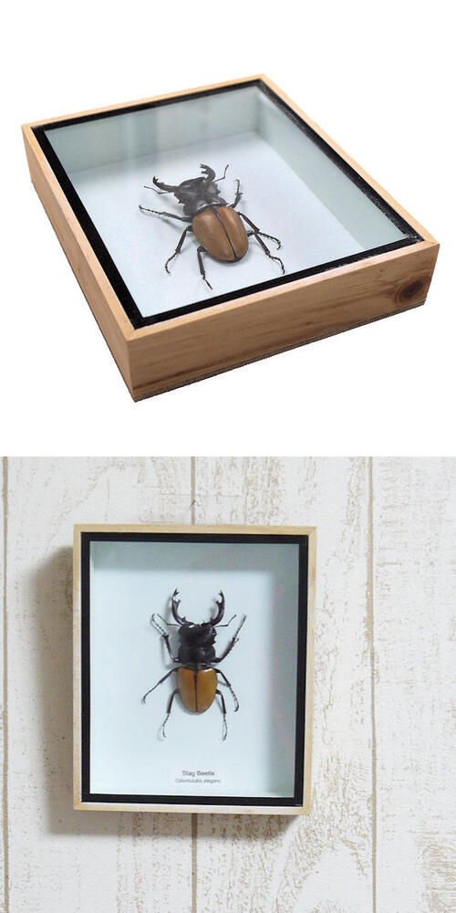 楽天市場】昆虫の標本 ツヤクワガタエレガンス Odontolabis elegans