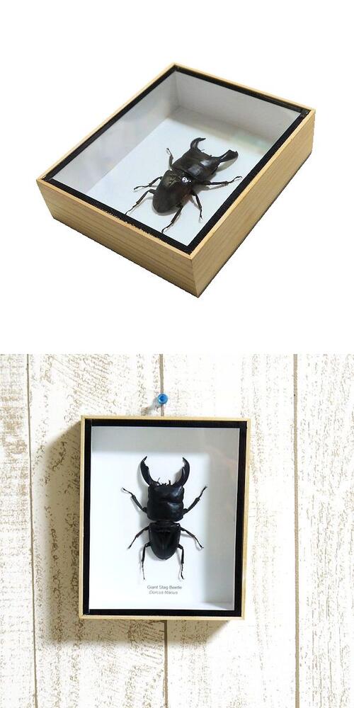 楽天市場】【宅配便送料無料】昆虫の標本 ヒラタクワガタ Dorcus