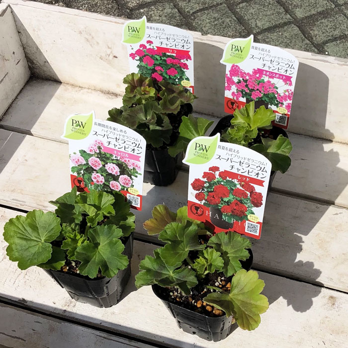 楽天市場】PW スーパーゼラニウム チャンピオン 花苗 3号 ゼラニューム