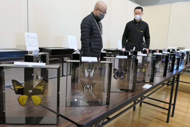 世界三大美蝶」登場 昆虫標本ずらり8000匹 「命」テーマのアート作品も