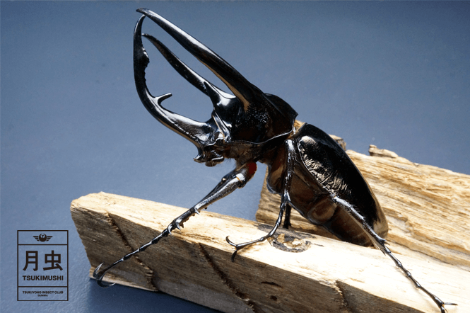 コーカサスオオカブトのご紹介アジア最大！キラっと光る美しき暴君 | 月虫
