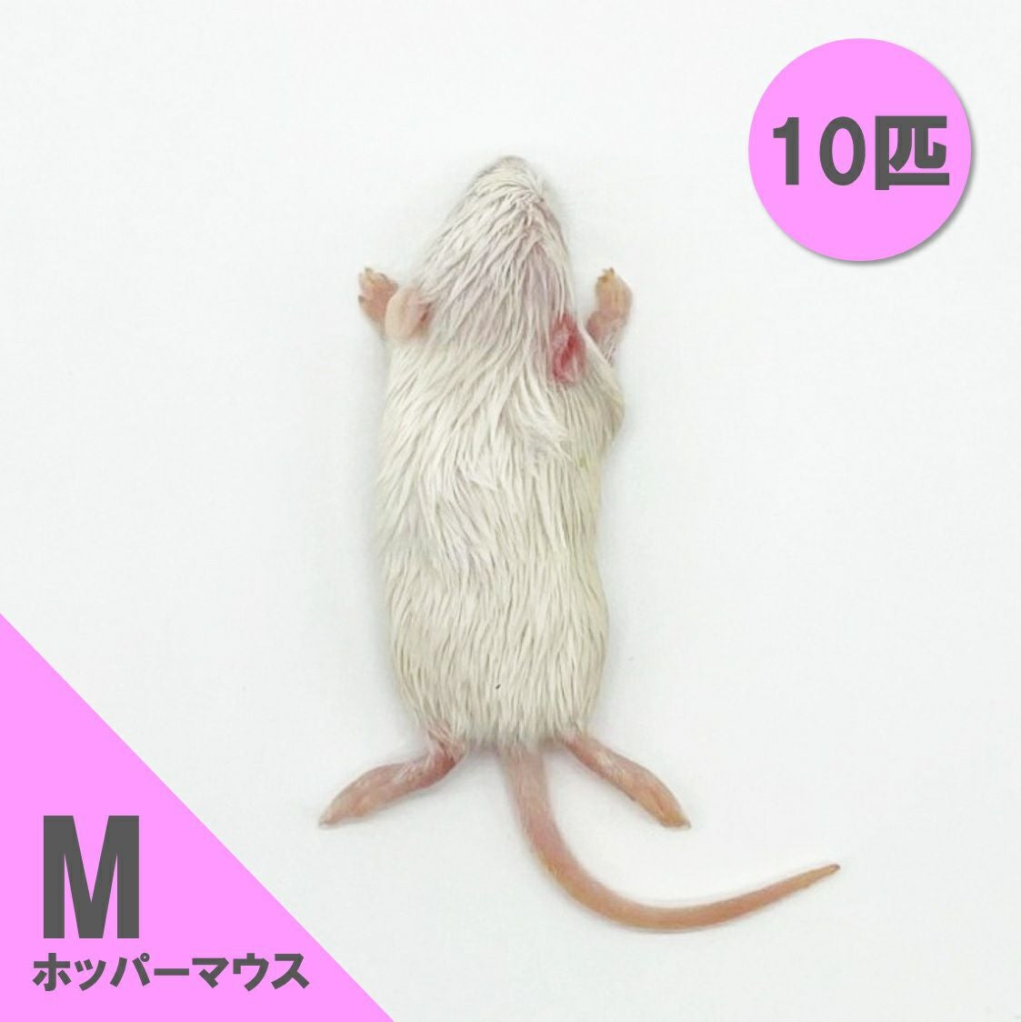 冷凍餌】ホッパーマウス M 10匹入 | 月夜野ファームの通販