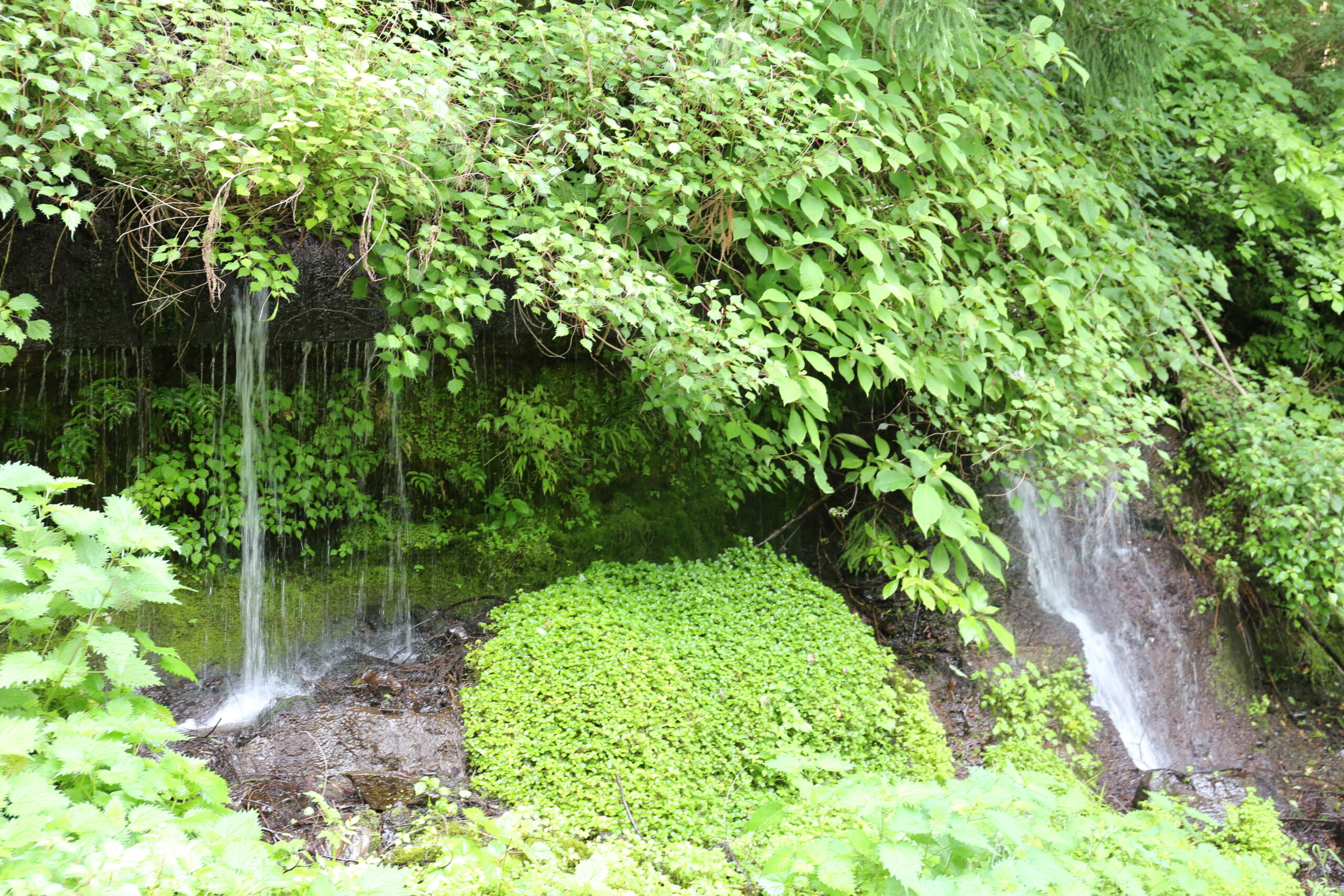 岩清水 - つるのルーツ発掘巡り