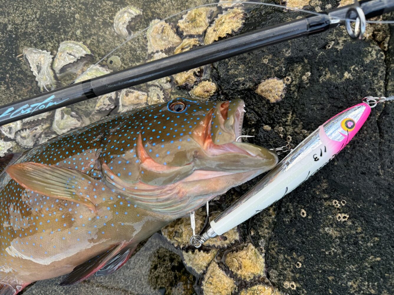 トップで狙うスジアラ 鹿児島県 甑島 ロックショアゲーム 2024秋‐2