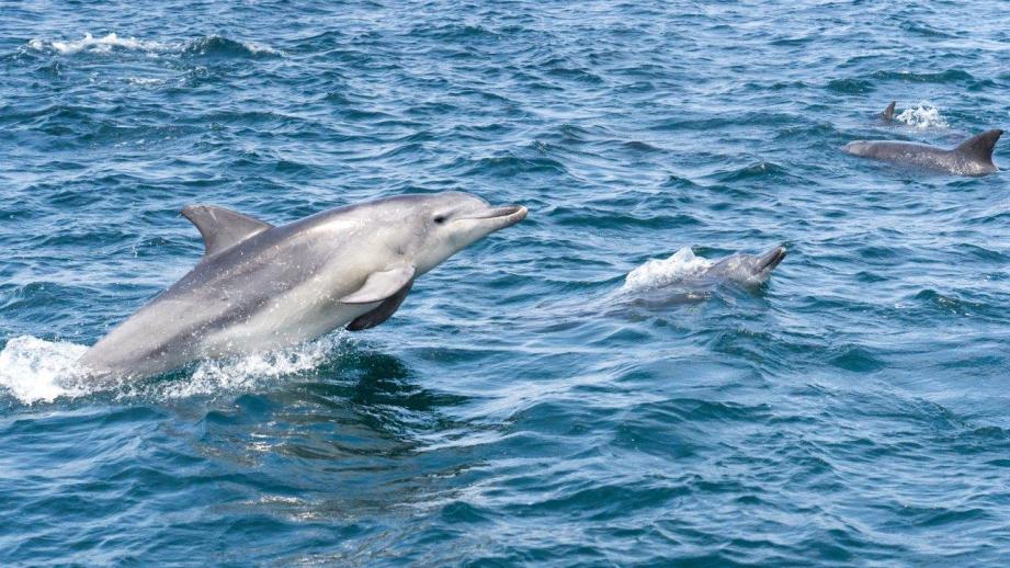 野生のイルカに会いに行こう！天草&南島原の「イルカウォッチング