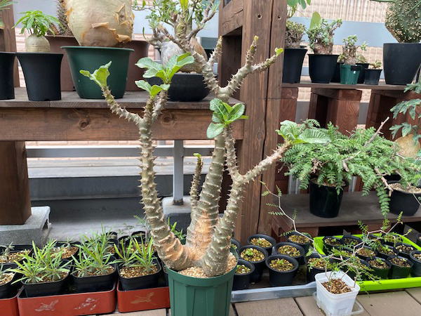 パキポディウム ウィンゾリー 大株 発根管理2 | 塊根植物