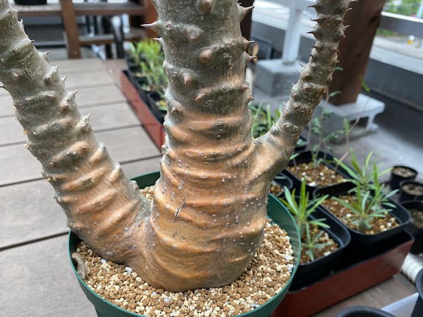 パキポディウム ウィンゾリー 大株 発根管理2 | 塊根植物