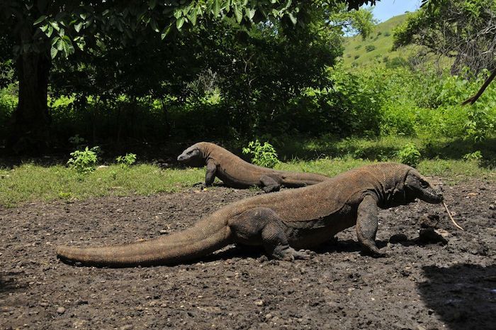 インドネシアの自然遺産は、コモドドラゴンにスマトラオランウータンと