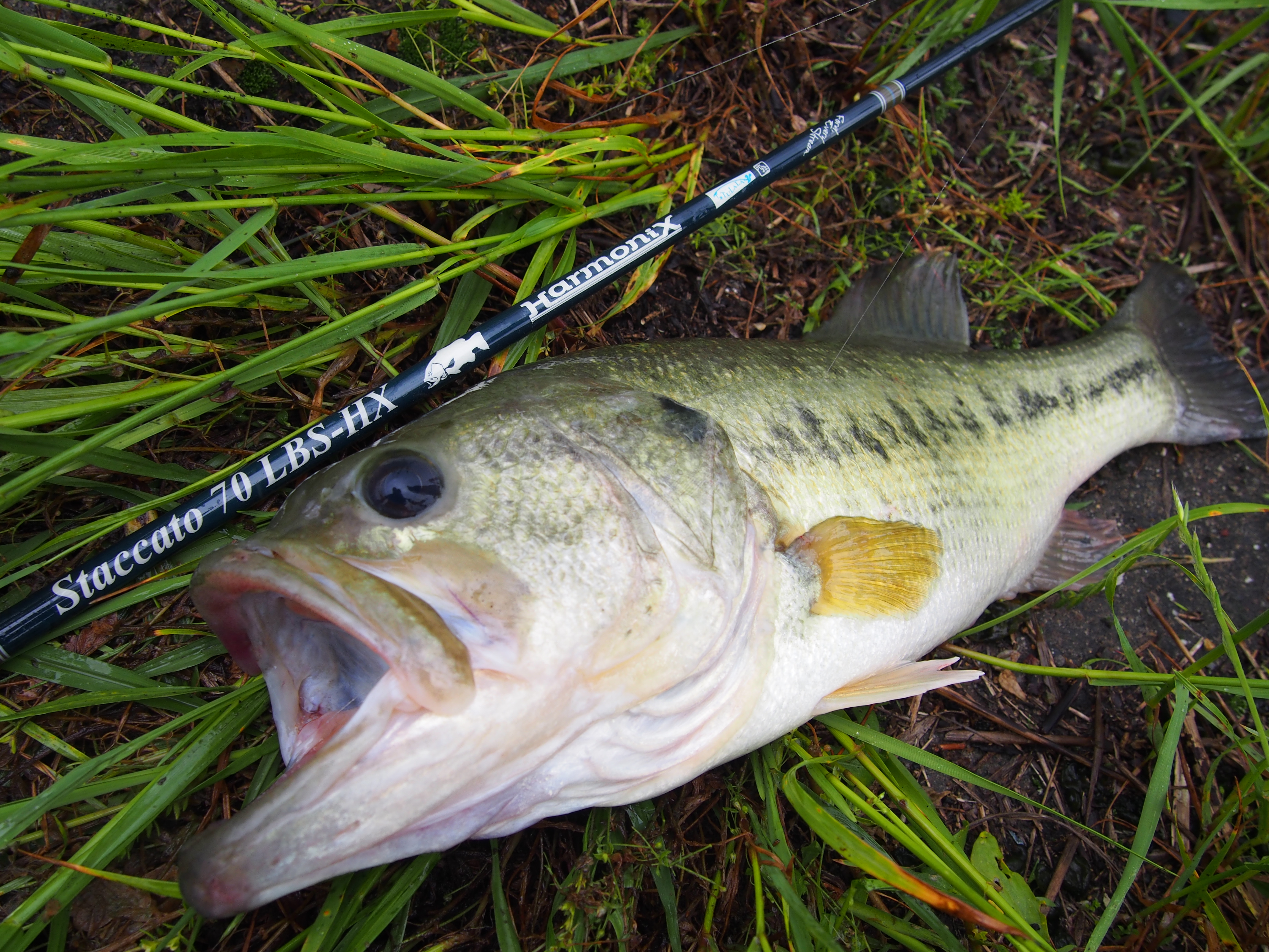 TULALA | Ford every stream | » Staccato70LBS-HX