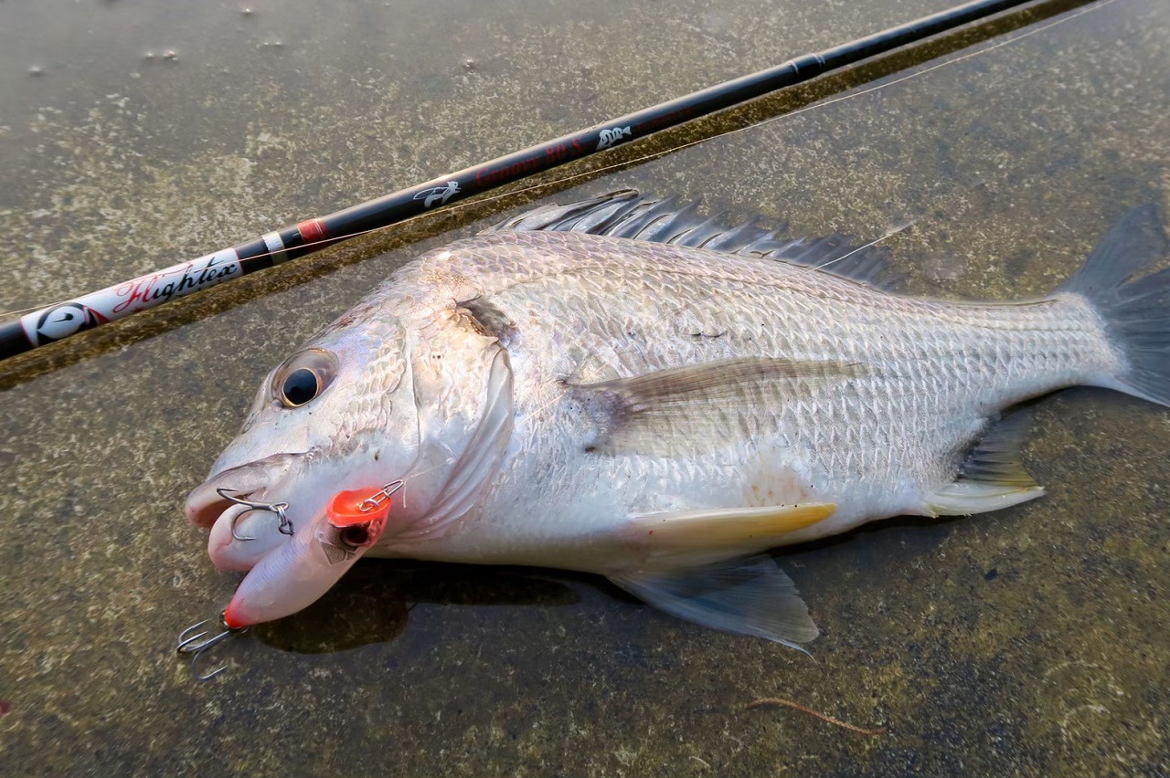 TULALA | Ford every stream | » Flightex Groovy 80S