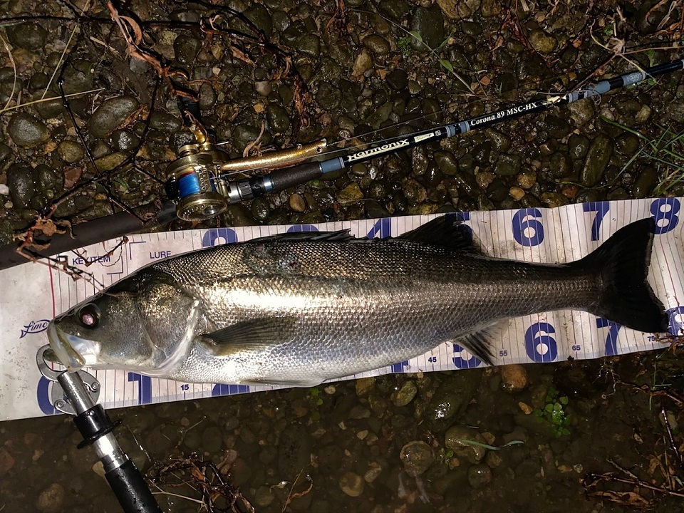 TULALA | Ford every stream | » 【STAFF】コローナ89でのベイト