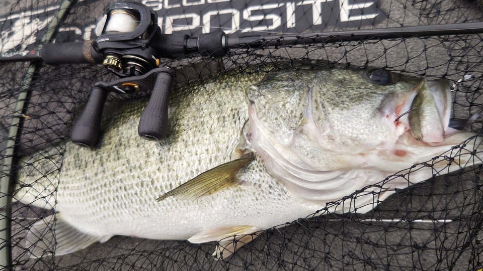 TULALA | Ford every stream | » Monstruo”ConceptDestruction” 67MHC