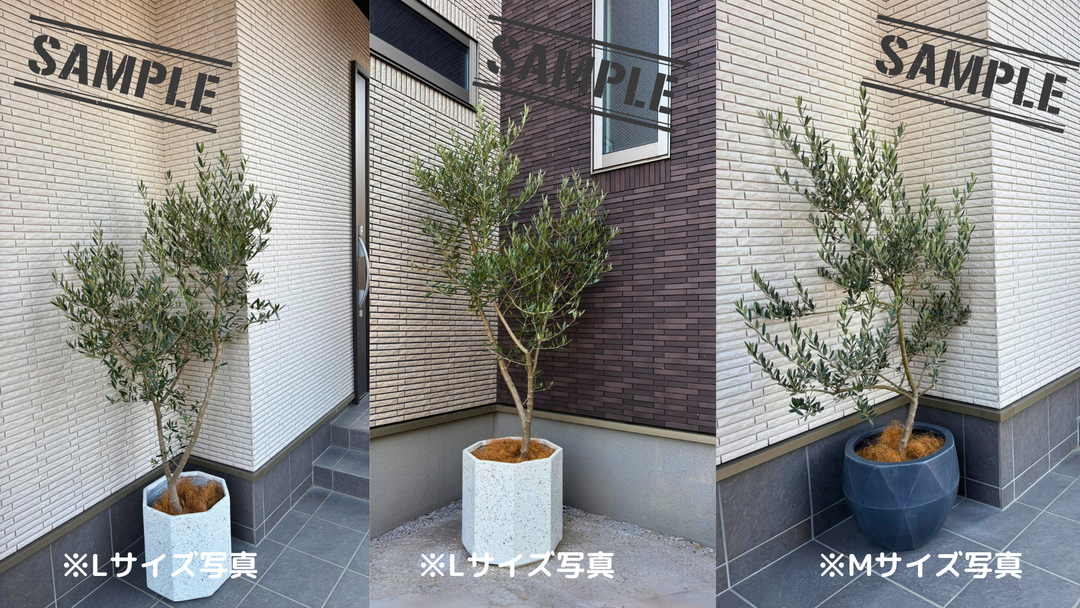 NEWセントキャサリン（オリーブの木）｜Sサイズ｜K-342｜約130cm｜希少