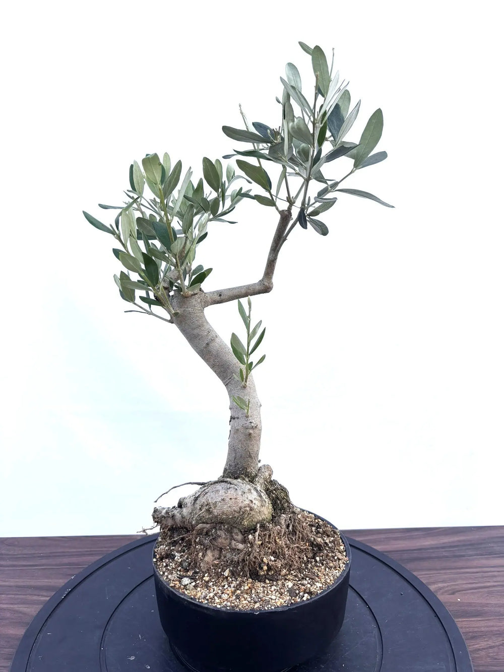 オリーブの木（全商品）｜写真の木をそのままお届け［現品販売］｜鶴亀