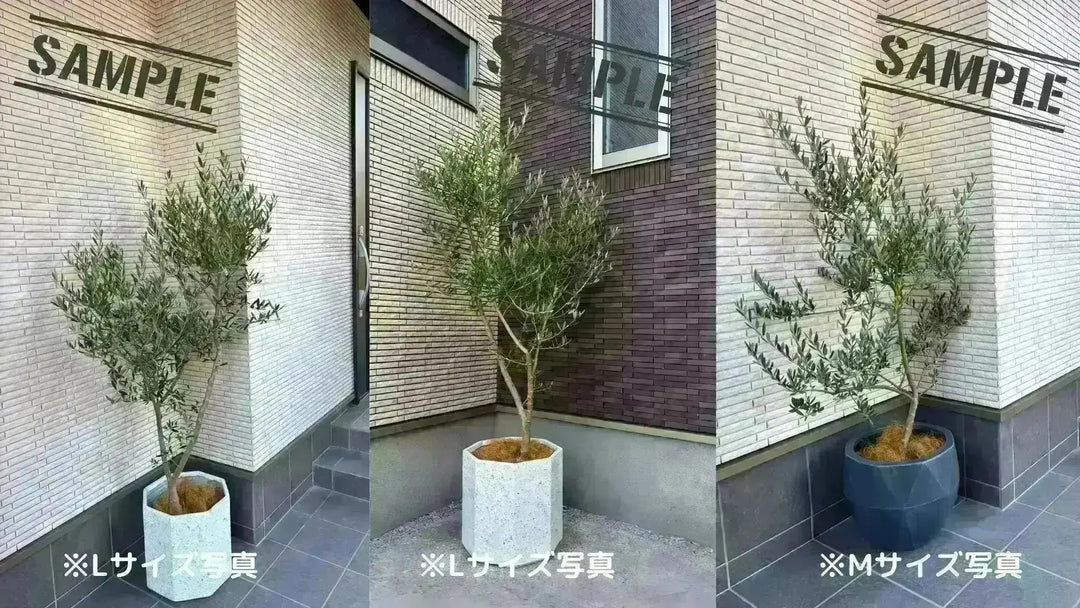 NEWシプレシーノ（オリーブの木）｜大型商品｜NO.1938｜約200cm｜人気