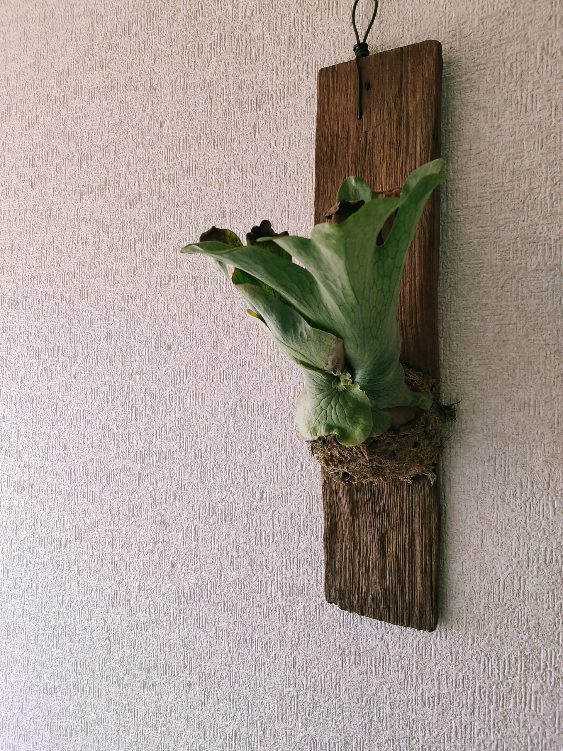 ヴィンテージ風インテリア植物 ビカクシダ1点モノ古材チーク板付