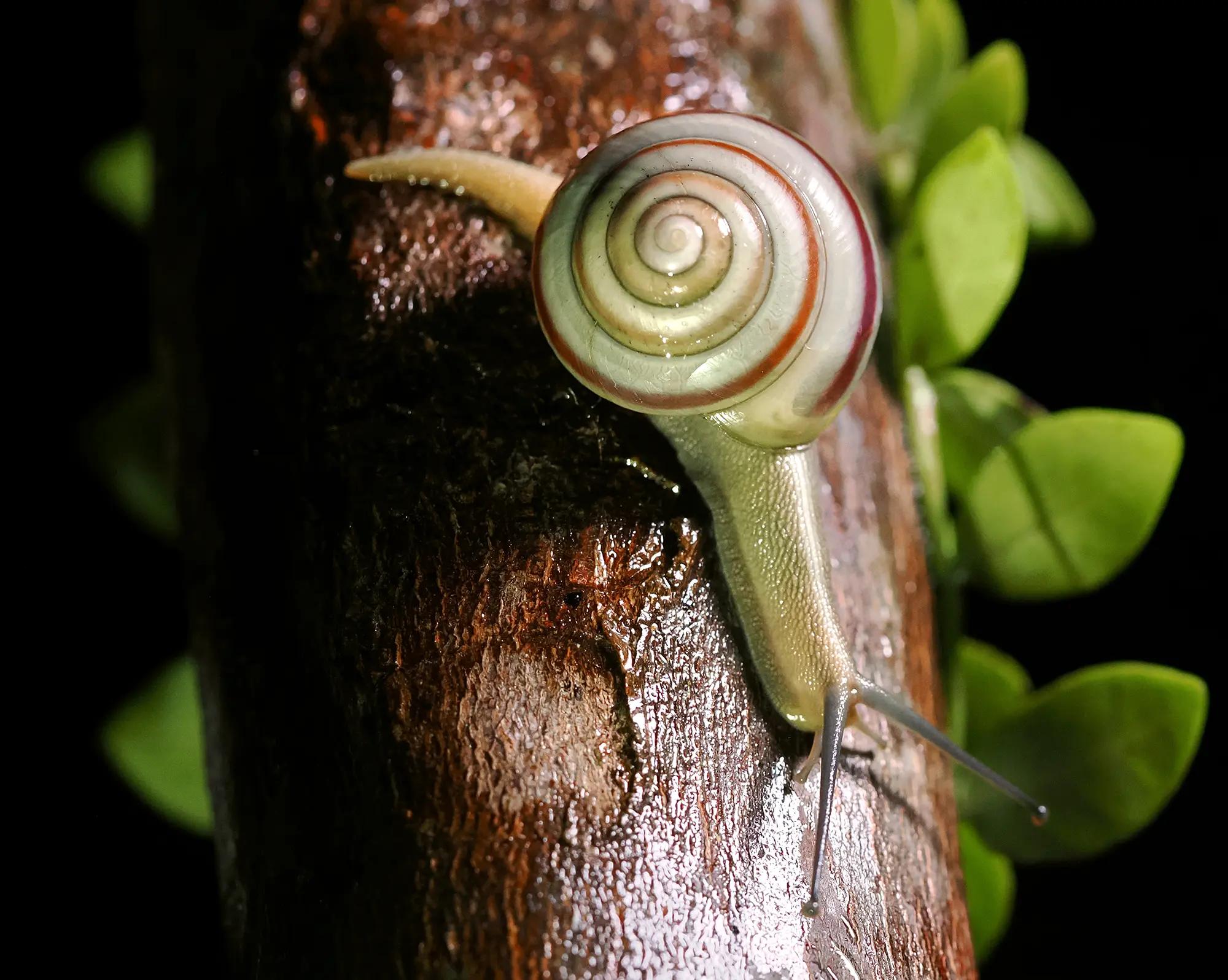 トクノシマヤマタカマイマイ(柄眼目 ナンバンマイマイ科) - 世界自然
