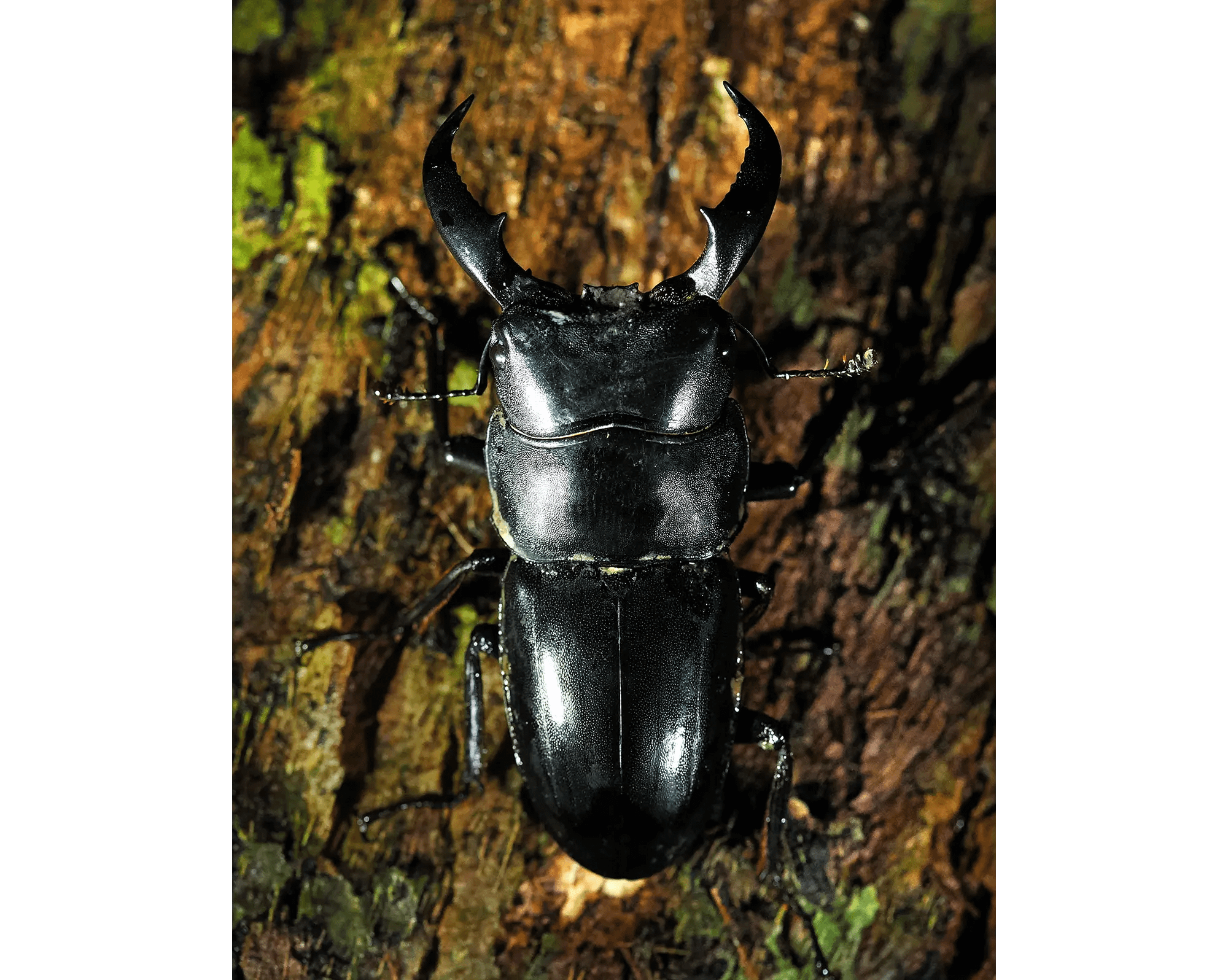 トクノシマヒラタクワガタ(コウチュウ目 クワガタムシ科) - 世界自然