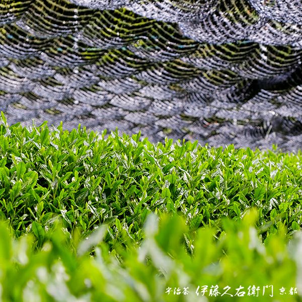宇治抹茶 碾上 粉末 20g缶入 § てんじょう セレモニアルグレード