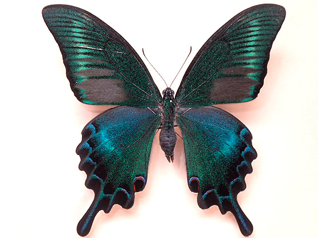 ☆氷ノ山産ミヤマカラスアゲハ：64mm標本☆ - INSECT ULTIMA