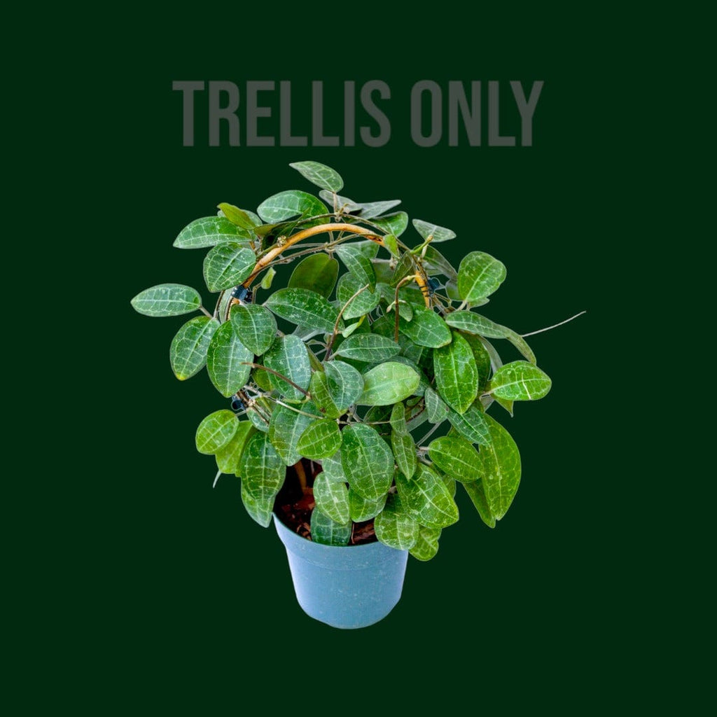 TemplatefromIMG_6187-