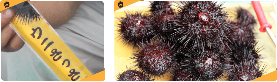 ウニのわたをくるくる取る、ウニわたくるくるのホームページ | 有限