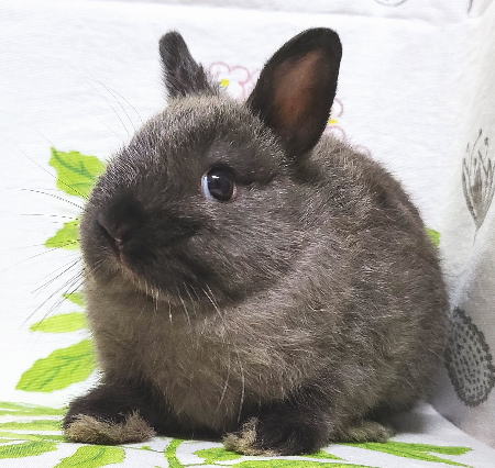 ネザーランドドワーフ A85 サイアミーズセーブル 女の子 うさぎ専門店