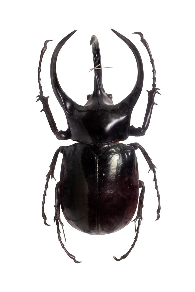 コーカサスオオカブト（マレー半島産）の昆虫標本 - ぱくたそ