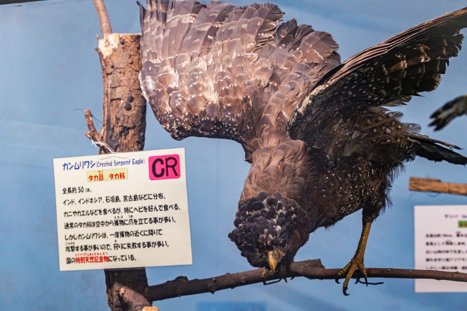 青い頭部を持つカンムリワシの剥製標本、タカ科の大型猛禽類 - ぱくたそ