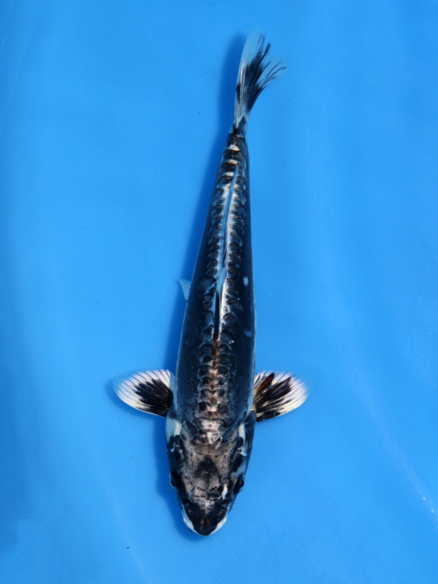 錦鯉 鯉 販売 通販 ネット販売 正月特価 輝黒竜 23cm BAC-131 - 錦鯉