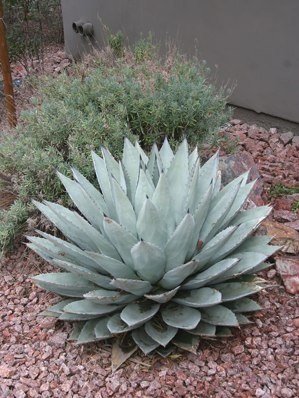 Silver Desert Rose Agave (agave parryi couesii) – Urban Xeriscape