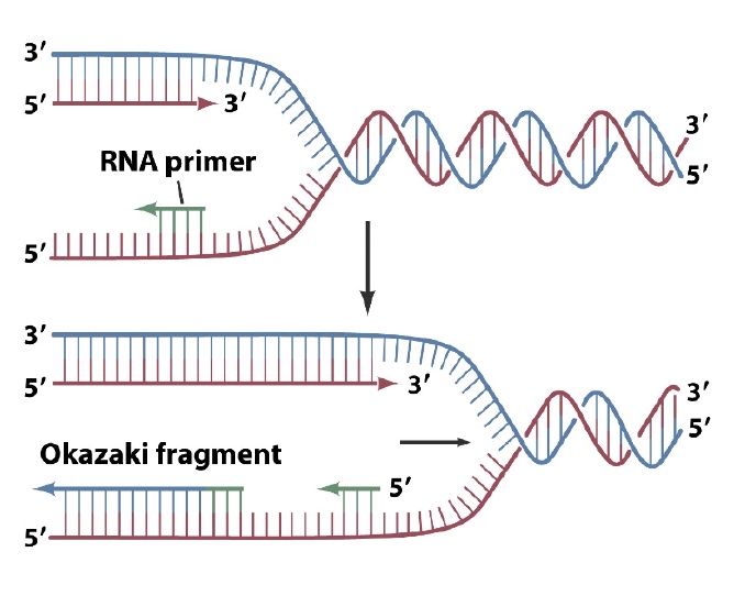 DNA Replication and Repair – Molecular Biology